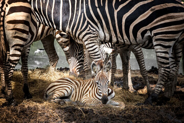 Fototapeta na wymiar The mother of the zebra stands near the baby.