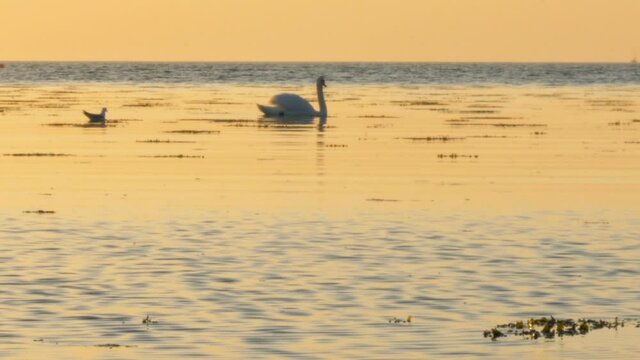 A is swan swimming at the beach in Malmö, Sweden, during golden hour.