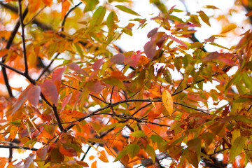 紅葉
