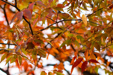 紅葉
