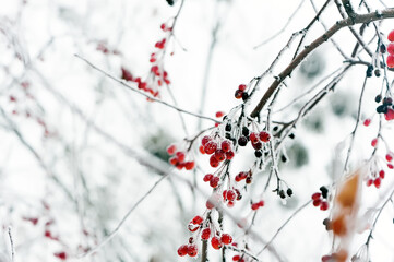 Closeup of the fluffy show on rowan berries in winter