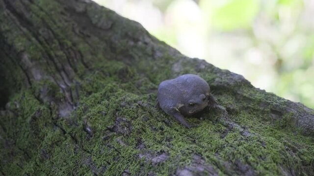 South African Black rain frog sitting on a moss covered tree branch then taking a step