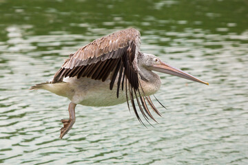 Pelican flying in zoo on pond background