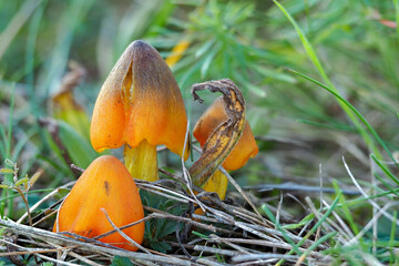 The Blackening Waxcap (Hygrocybe conica) is an inedible mushroom
