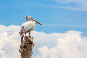 Pelican flying in zoo on sky background