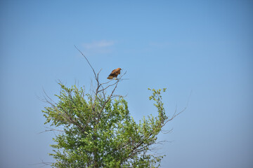a hawk sitting on a tree in a field