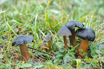 The Blackening Waxcap (Hygrocybe conica) is an inedible mushroom