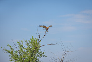 a hawk sitting on a tree in a field