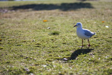 seagull on the grass