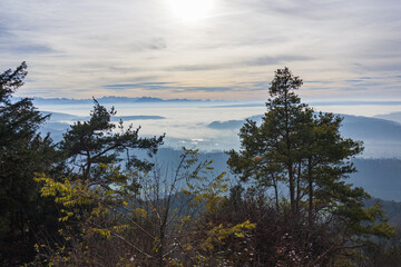 clouds over the forest