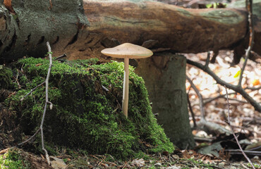 The Rooting Shank (Hymenopellis radicata) is an edible mushroom
