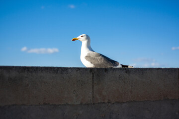 seagull on the roof