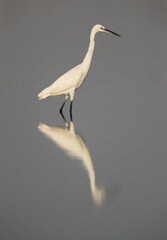 Little Egret and reflection on water at Asker marsh, Bahrain