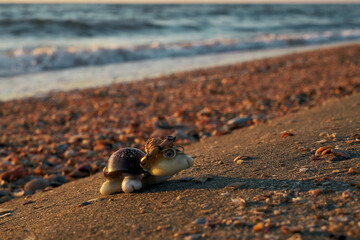 Image of a turtle made from shells. Handmade.