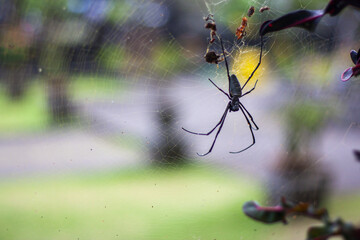 spider on the web