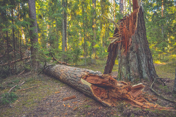 broken tree trunk in the forest