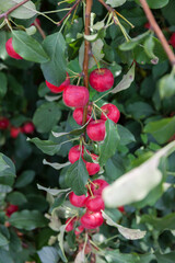 A branch of an apple tree with a bunch of ripe red ranetki close-up in green foliage when harvesting an autumn harvest in the garden of a country house or farm for processing into juice or jam.