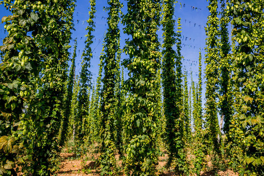 Champ de Houblon grimpant