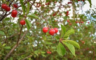 close-up cherry fruit on a branch. cherry fruit on a branch. red berry on a branch
