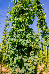 Champ de Houblon grimpant