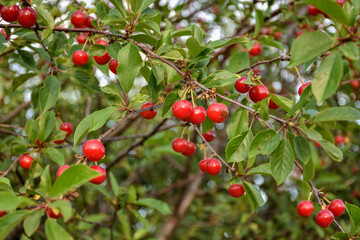 close-up cherry fruit on a branch. cherry fruit on a branch. red berry on a branch