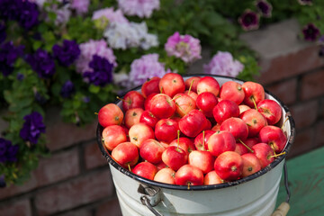 Close-up of a full bucket of ripe red small Ranetka apples against the backdrop of garden flowers, harvested in the fall in the village for making jam or juice.
