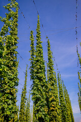 Champ de Houblon grimpant