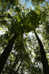 Fototapeta premium Green Forest of Beech Trees, looking up, low angle shot.