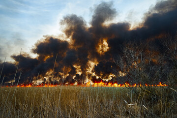 Obraz na płótnie Canvas Wildfires. Burning estuary. Fire in the steppe.
