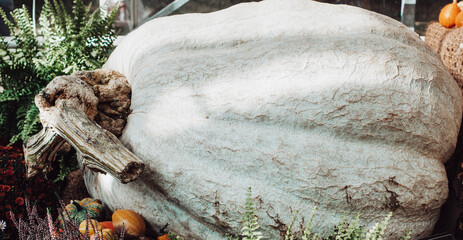 Autumn still life with a giant pumpkin