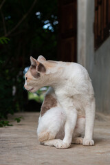 A small vintage planer rests on a stick and the sunlight blurs.