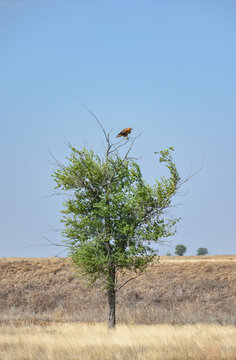 a hawk sitting on a tree in a field