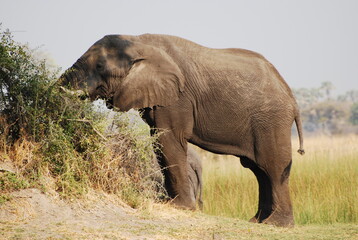 Fototapeta na wymiar Pair of elephants