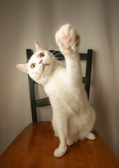 椅子の上で遊ぶ白猫