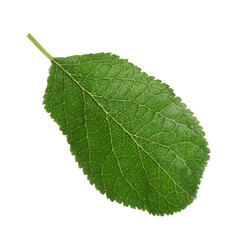 Fototapeta premium Fresh green plum leaf isolated on white