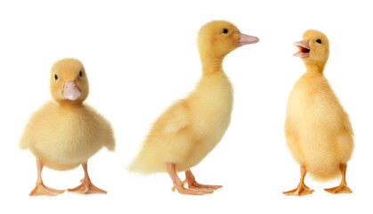 Three cute fluffy ducklings on white background. Farm animals