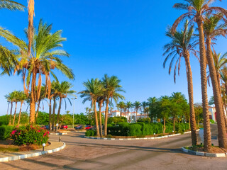 Grassy lawn among palm trees at resort in Egypt. Hotel with well-groomed territory.