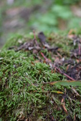moss on the ground