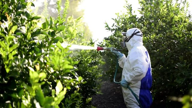 Spray pesticides. Weed insecticide fumigation. Organic ecological agriculture. , pesticide on fruit lemon in growing agricultural plantation, spain. Man spraying or fumigating pesti, pest control. 
