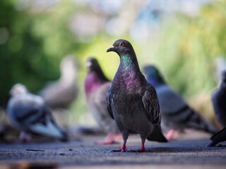Pigeons Foraging