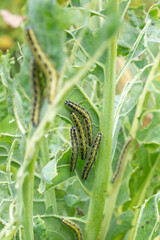 Cabbage butterfly caterpillars (Pieris brassicae) destroy cabbage in the garden. Cruciferous pests, farming season