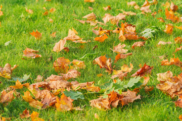 Maple leaves on the grass in the city park at autumn day time.