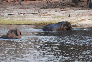 elephant in the river