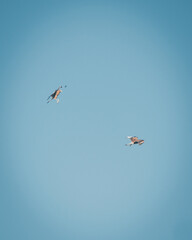 birds in flight