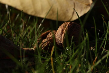 Walnuss im Gras