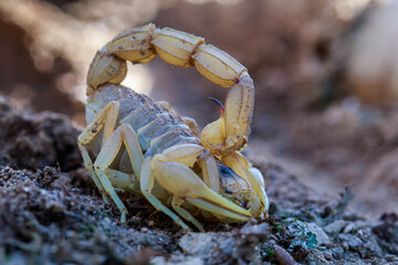 scorpion