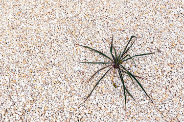 Background, texture, small stones with one isolated plant