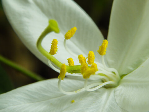 white flower with yellow pollen - Bauhinia acuminata
