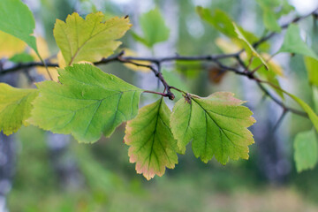 Green leaves close-up on a tree branch in the autumn forest.