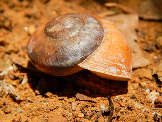 Empty snail shell in red soil